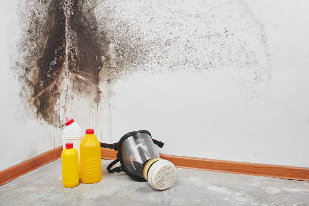 Best Basement Mold Remediation in Little Falls, NY