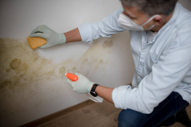 Best Post-Flood Mold Remediation in Little Falls, NY