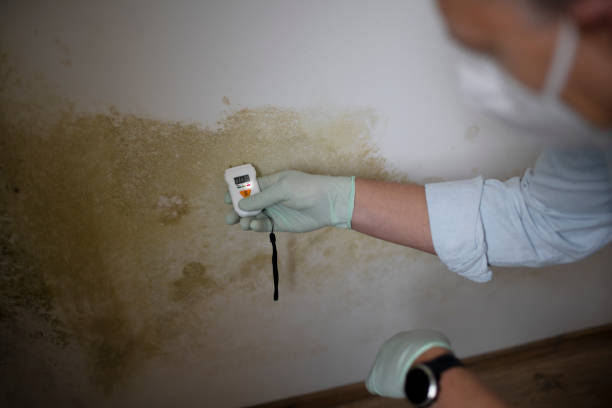 Best DIY Mold Remediation Support Services in Little Falls, NY