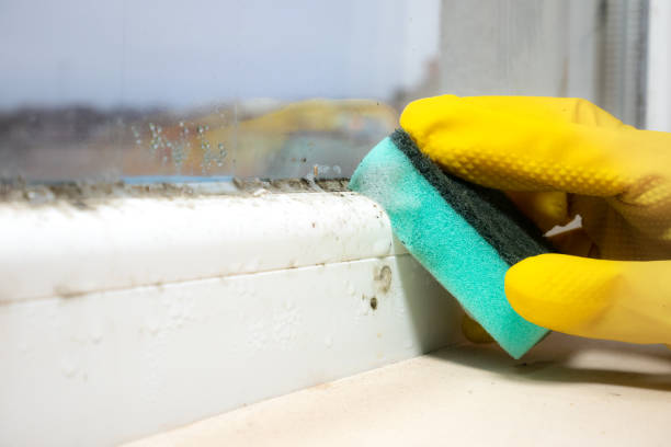 Best Residential Mold Remediation in Little Falls, NY