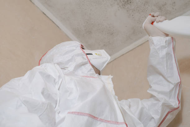 Best White Mold Remediation in Little Falls, NY