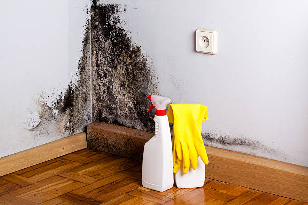 Best Bathroom Mold Remediation in Little Falls, NY