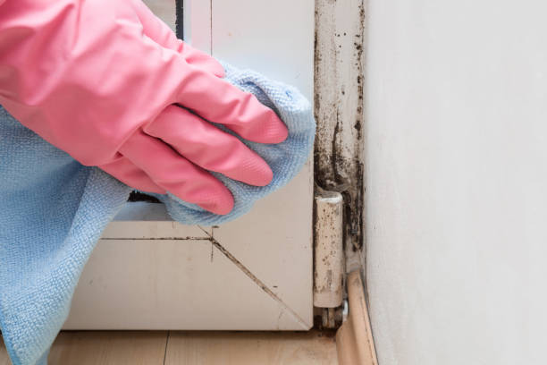 Best Post-Flood Mold Remediation in Little Falls, NY