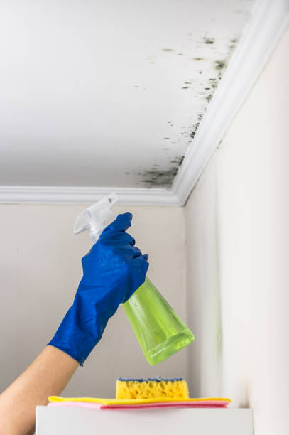 Best Bathroom Mold Remediation in Little Falls, NY